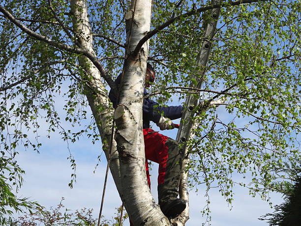 Best Tree Risk Assessment  in Louisville, MS